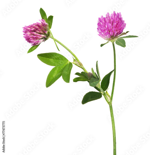 isolated pink clover flower with two blooms
