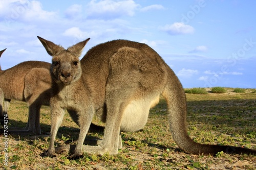 Kangaroo at Pebbly Beach, NSW, Australia
