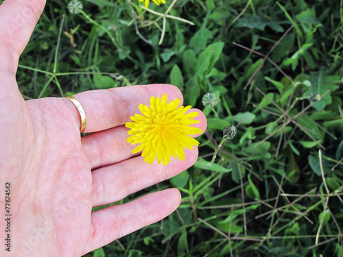 Hand touching a yellow dandelion