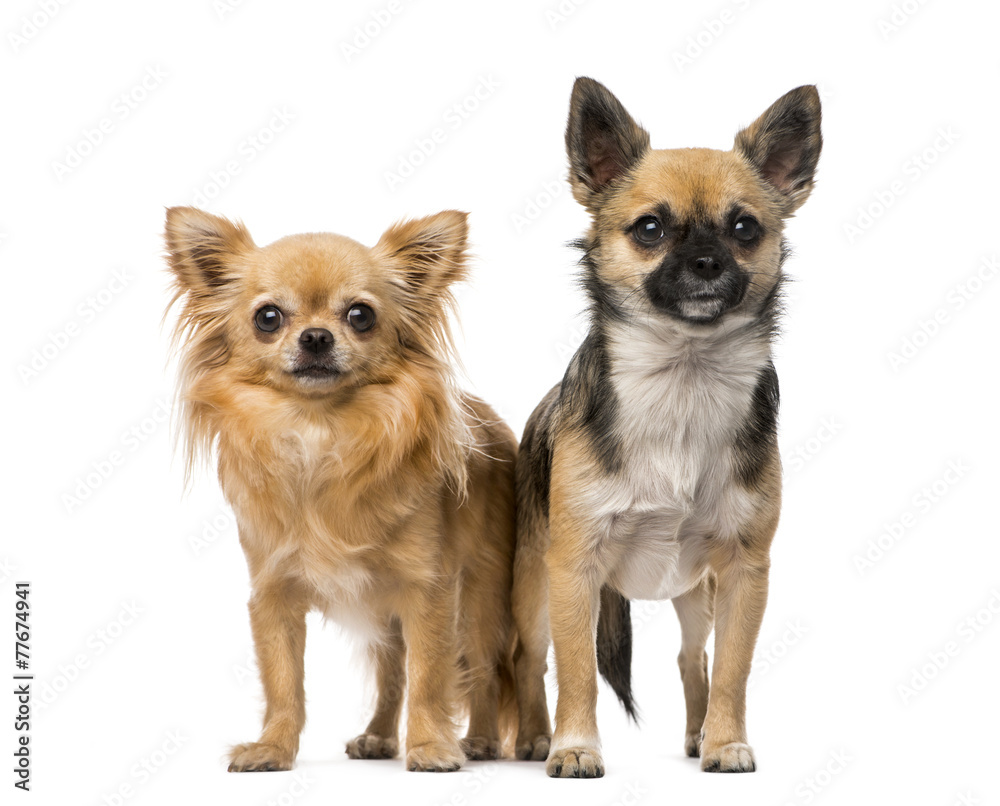 Two chihuahuas