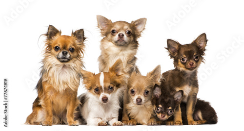 Group of chihuahuas © Eric Isselée