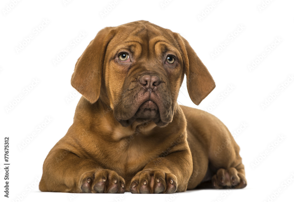 Dogue de Bordeaux puppy Dogue de Bordeaux puppy