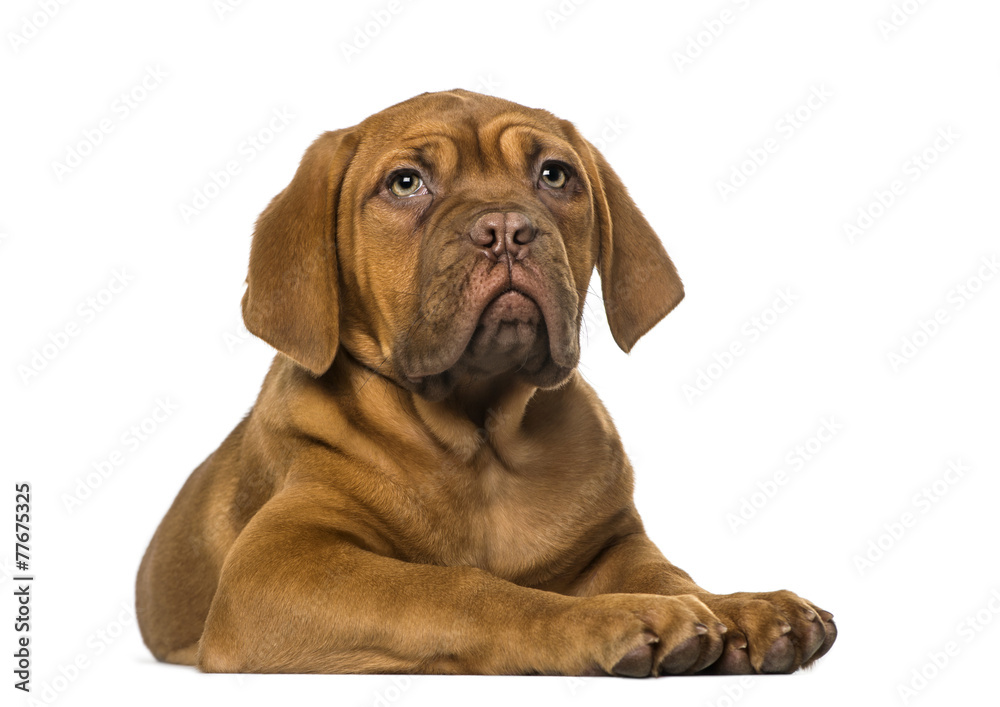 Dogue de Bordeaux puppy