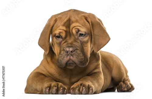 Dogue de Bordeaux puppy