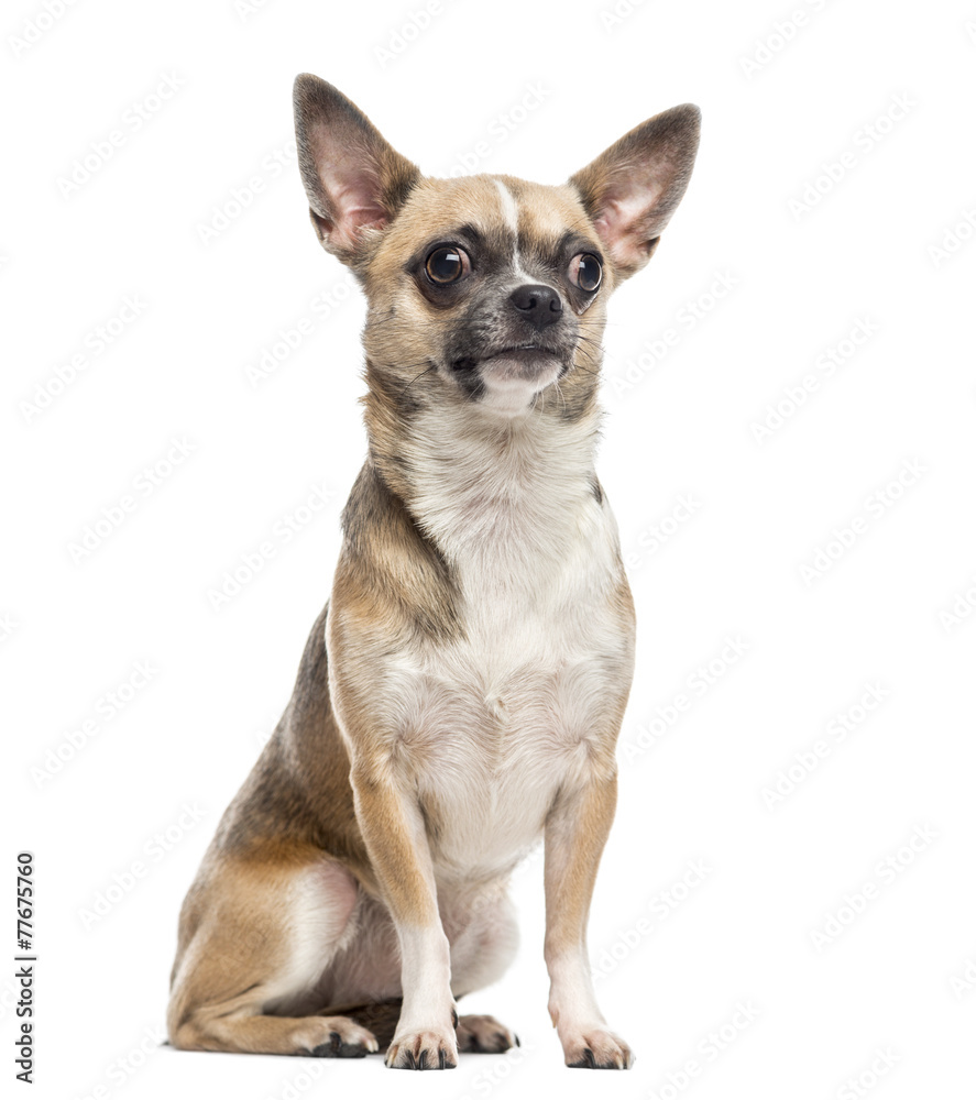 Chihuahua (1 year old)