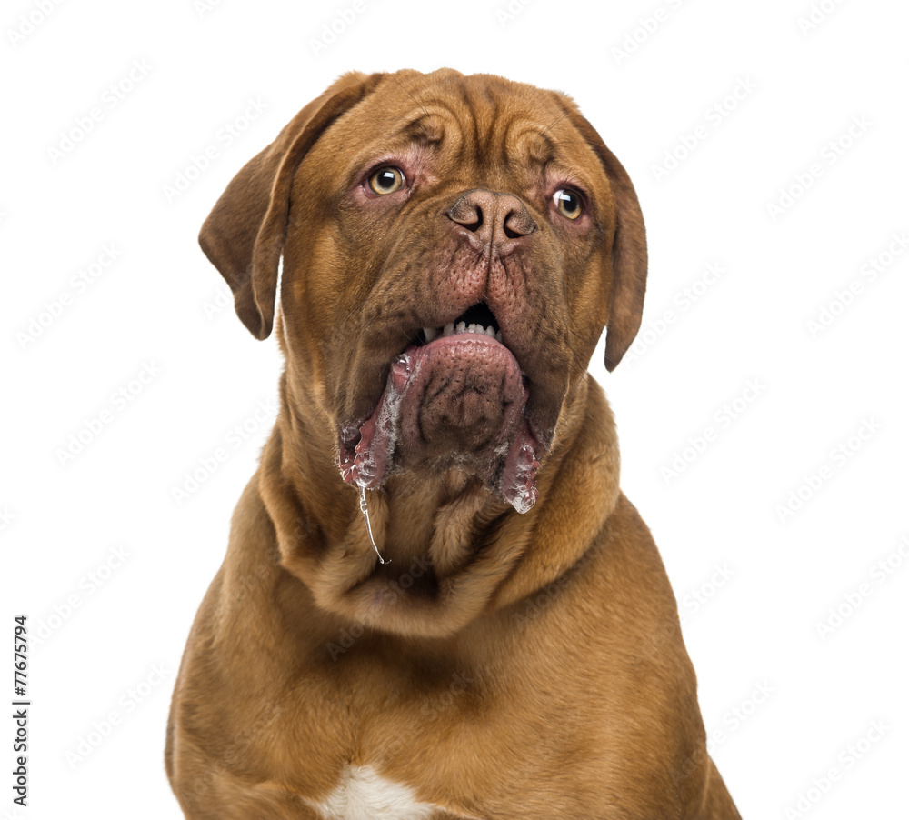 Close-up of a Dogue de bordeaux drooling (6 months old) Close-up of a Dogue de bordeaux drooling (6 months old)