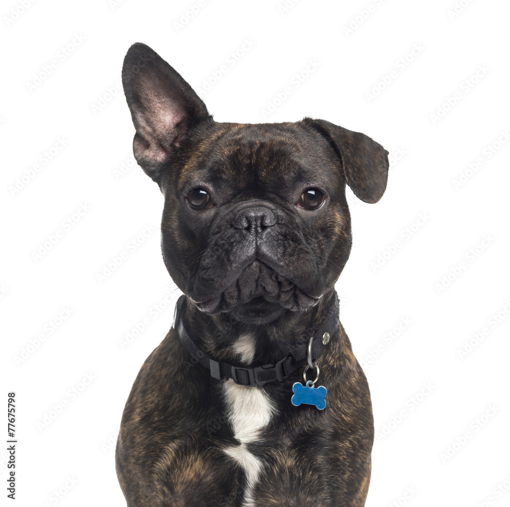 Close-up of a French Bulldog (1 year old)