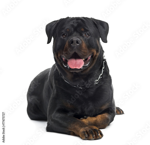 Fototapeta Naklejka Na Ścianę i Meble -  Rottweiler (3 years old)