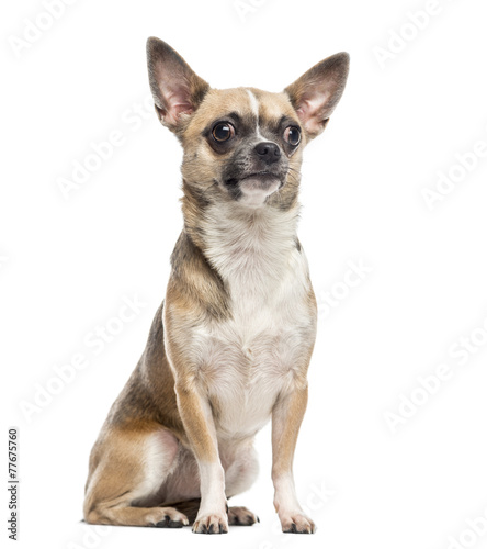 Chihuahua (1 year old) © Eric Isselée