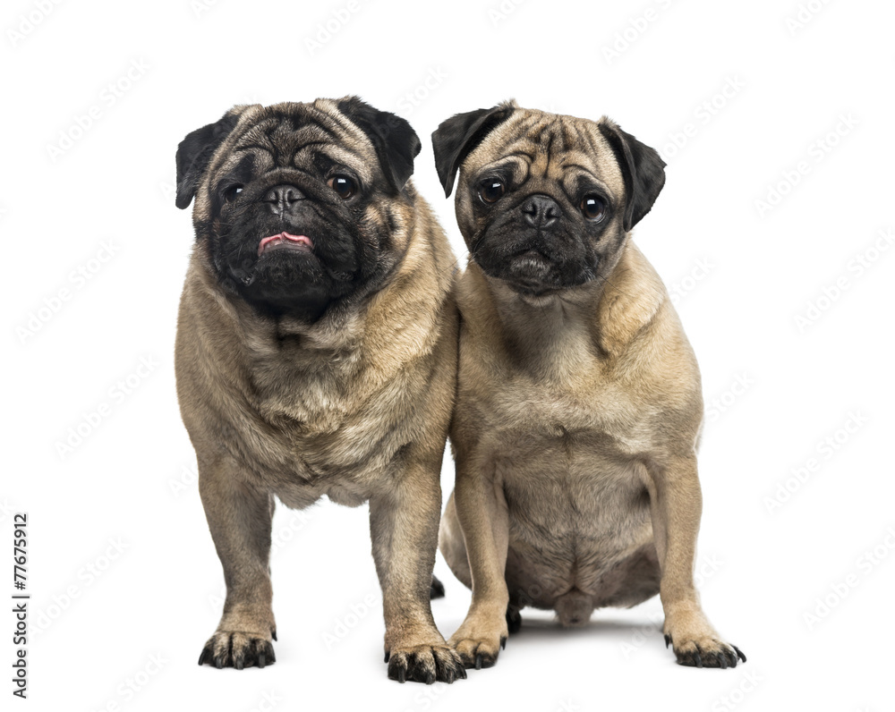 Fototapeta premium Two pugs