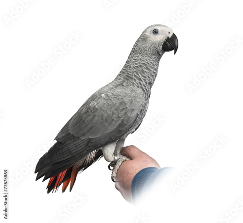 African Grey Parrot perched on a hand