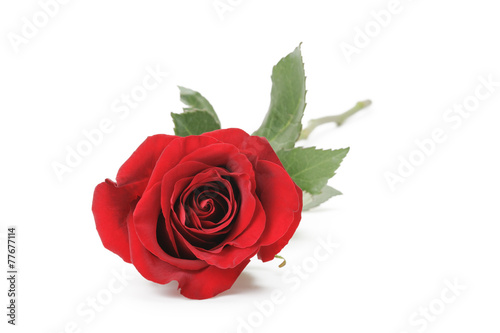 single red rose isolated on white