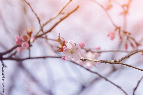 Fototapeta Naklejka Na Ścianę i Meble -  flower on sakura tree closeup
