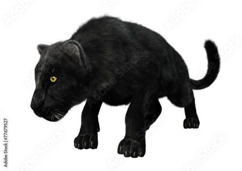 Black Panther © photosvac
