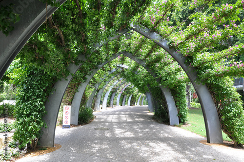 Rainforest Walk in Brisbane photo