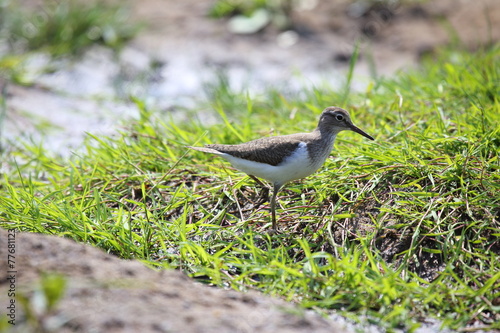 Sandpiper bird