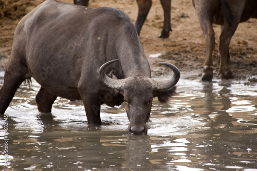 Buffaloes are drinking