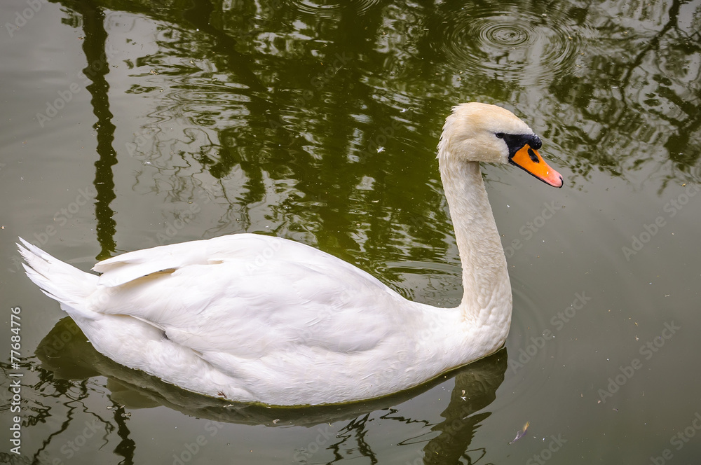 Fototapeta premium White Swan