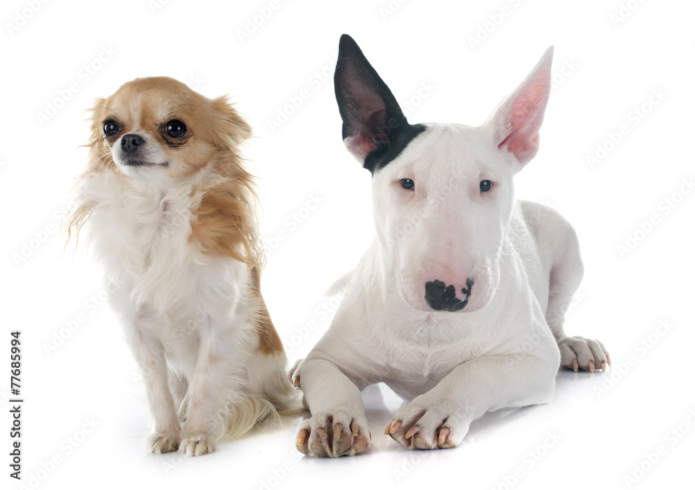 puppy bull terrier and chihuahua