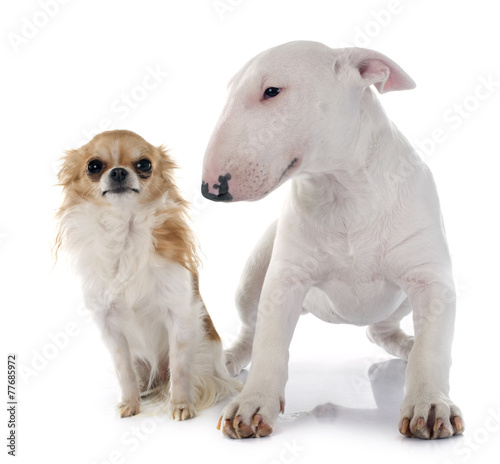 puppy bull terrier and chihuahua