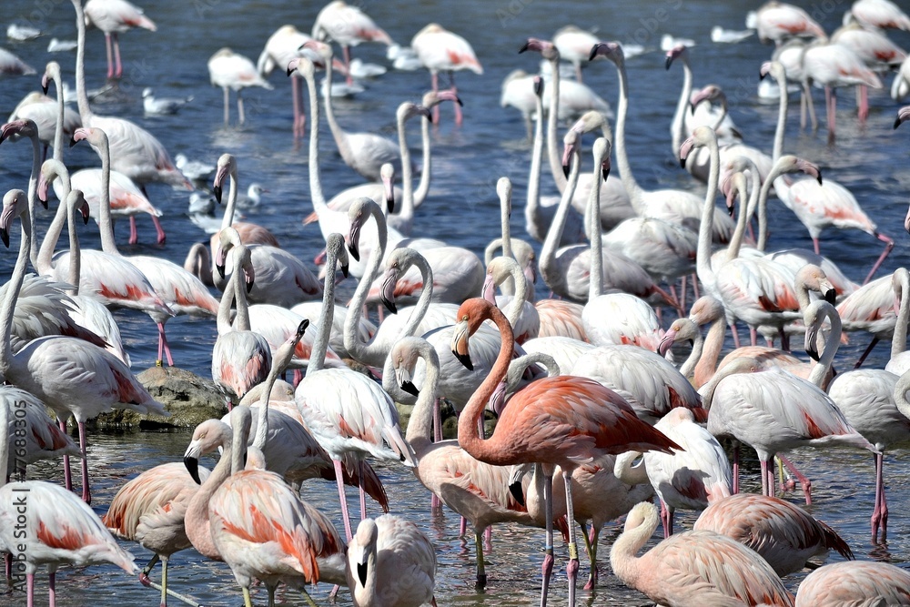 Naklejka premium Flamingo3