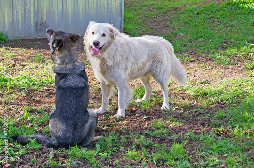 two dogs