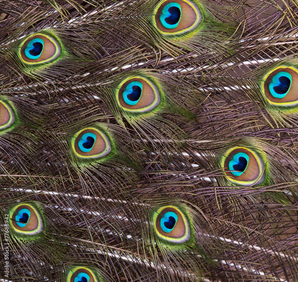 Fototapeta premium Bird feathers (peacock)