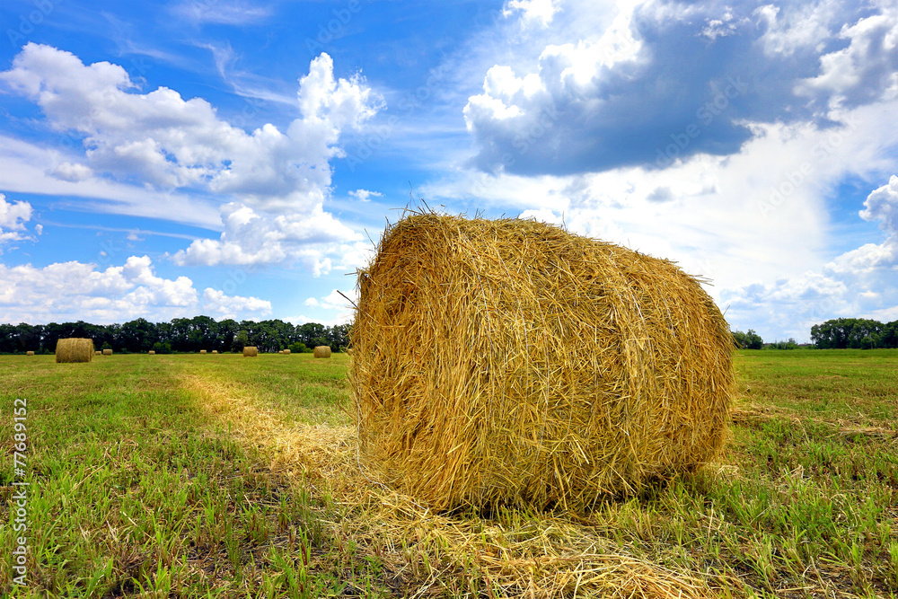field with hay rolls at summer time