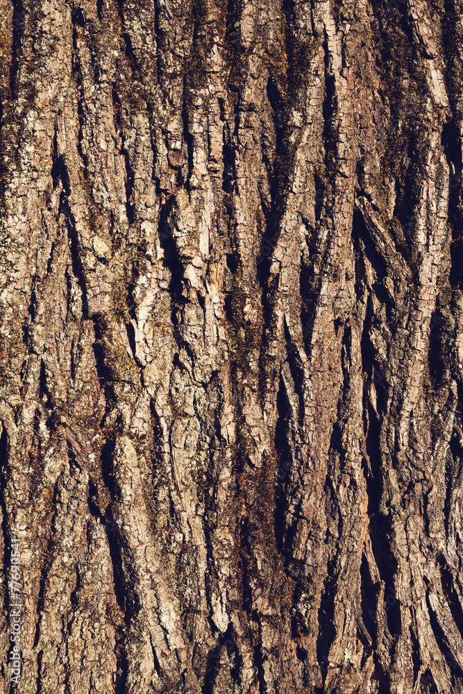 Naklejka premium texture of tree bark, natural