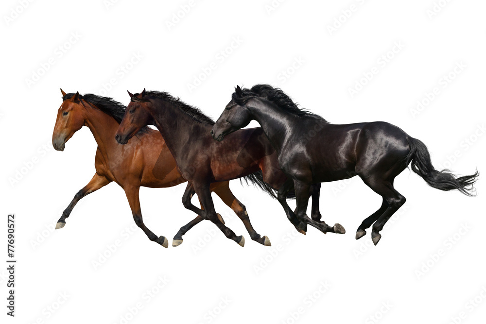 Fototapeta premium Horses run gallop and trot isolated on white background