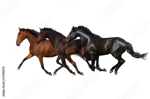  Horses run gallop and trot isolated on white background © callipso88
