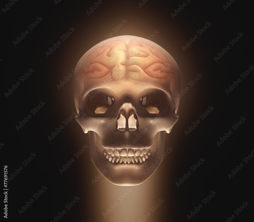 Obraz premium Skull with clipping path included.