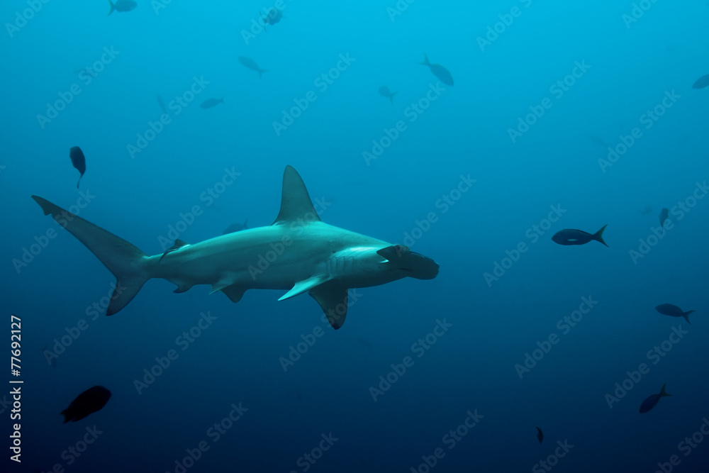 One hammerhead shark swimming in the ocean