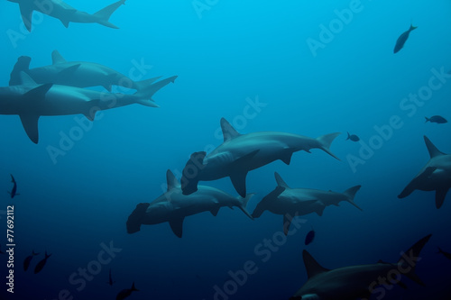 Large school of hammerhead sharks in the blue