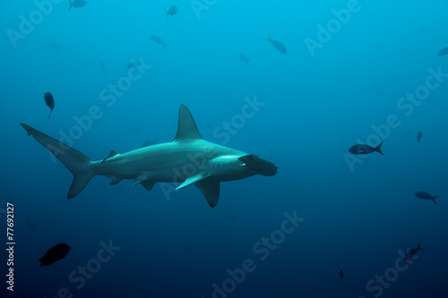 One hammerhead shark swimming in the ocean © Sergey Novikov