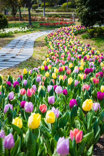 Fototapeta Naklejka Na Ścianę i Meble -  tulip flower field in spring
