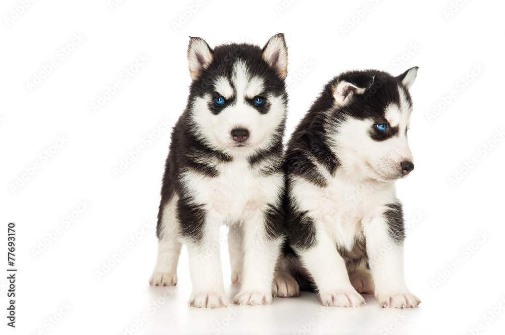 Two cute husky puppies