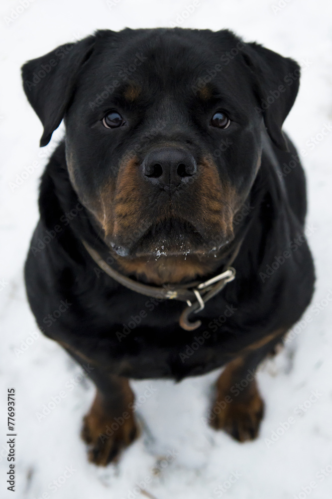 Rottweiler on white snow