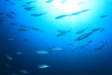 School Sardines fish in ocean