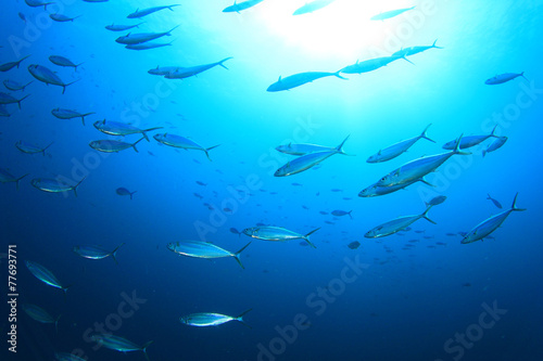 School Sardines fish in ocean
