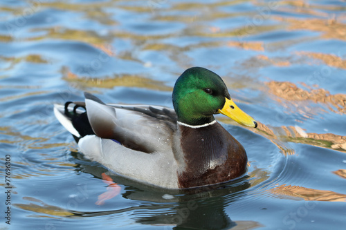 wild duck in the water