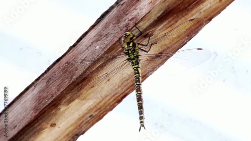 Libelle - Zweigestreifte Quelljungfer photo