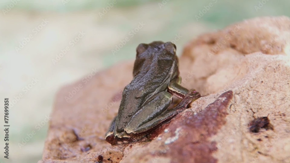 Laubfrosch auf Stein