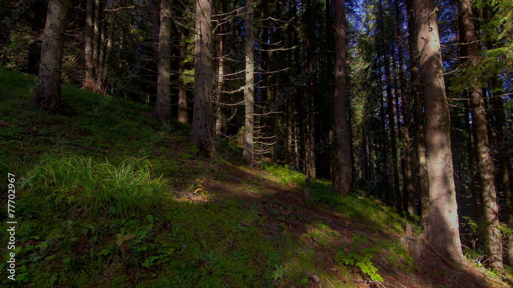 Time lapse with moving tree shadows, mountain forest sunbeams Time lapse with moving tree shadows, mountain forest sunbeams