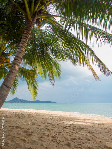 Fototapeta Naklejka Na Ścianę i Meble -  Coconut tree on the beach in Koh Samui