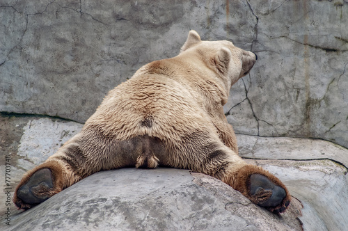 Polar Bear Relaxing