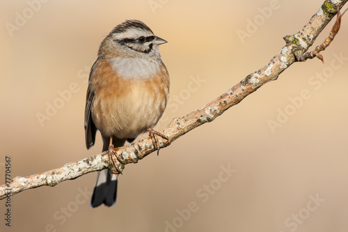 Bunting ( Emberiza cia ) in autumn perched on a branch