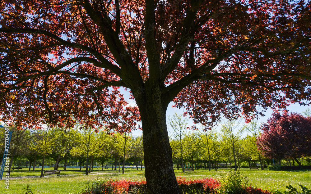 Fototapeta premium Arboles de Parque en Primavera