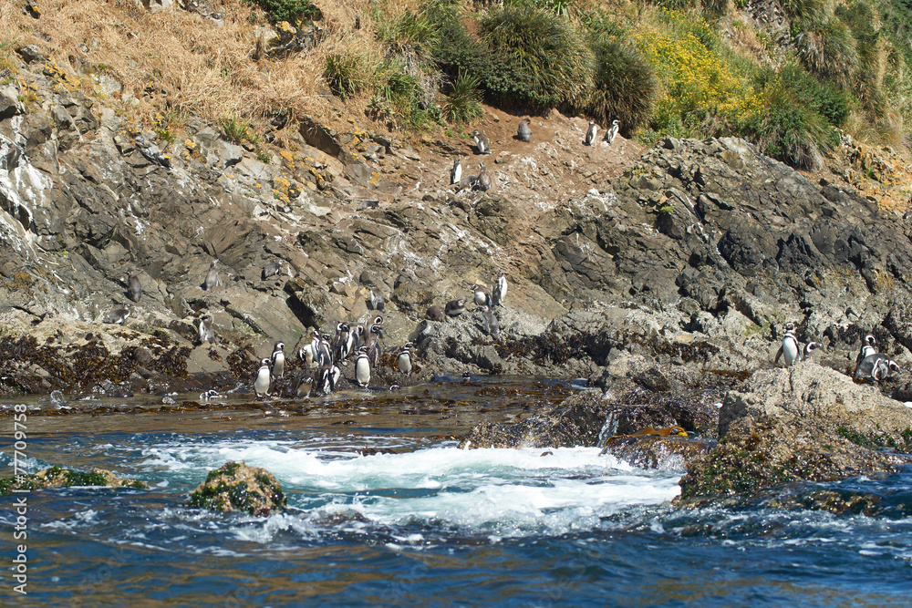 Penguins on Chiloé