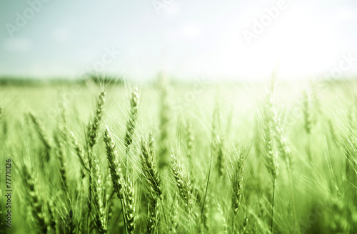 green wheat field and sunny day